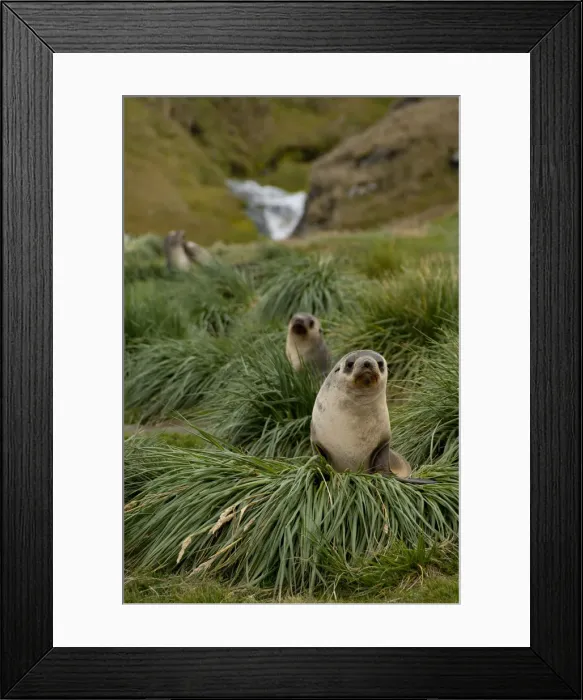 Framed Print : DDE-90023523 Framed Print : DDE-90023523