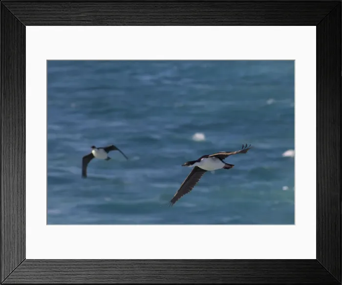 Framed Print : DDE-90023524 Framed Print : DDE-90023524