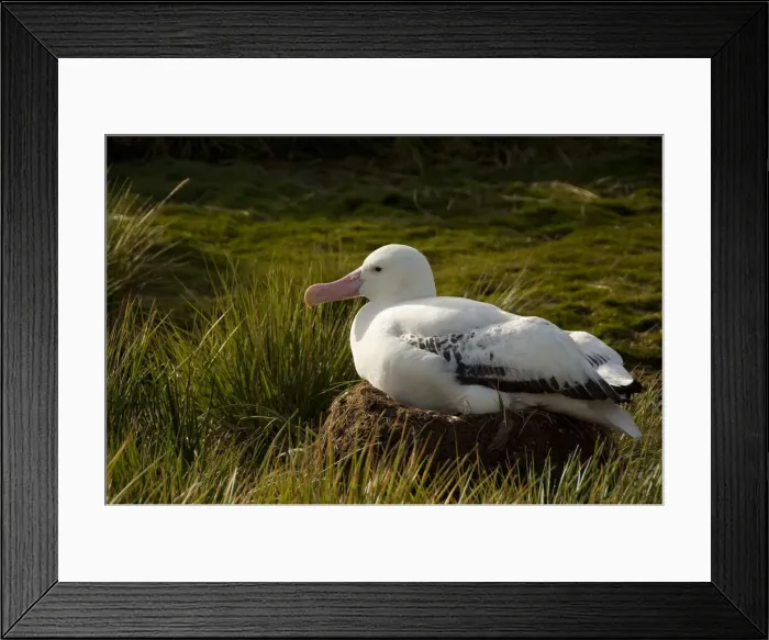 Framed Print : DDE-90023526 Framed Print : DDE-90023526