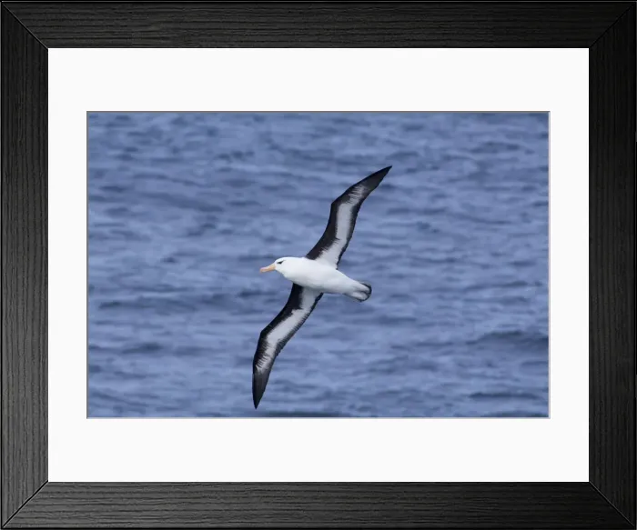 Framed Print : DDE-90023522 Framed Print : DDE-90023522