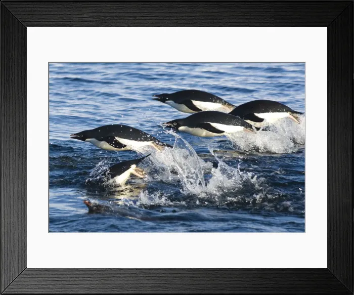 Framed Print : DDE-90023557 Framed Print : DDE-90023557