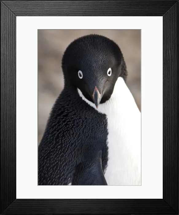Framed Print : DDE-90023558 Framed Print : DDE-90023558