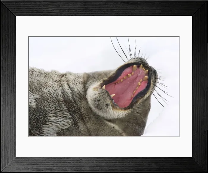 Framed Print : DDE-90023566 Framed Print : DDE-90023566