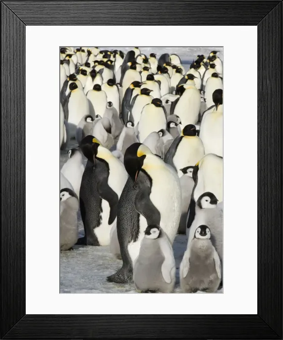 Framed Print : DDE-90023564 Framed Print : DDE-90023564