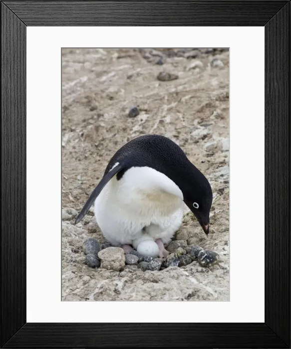 Framed Print : DDE-90023570 Framed Print : DDE-90023570