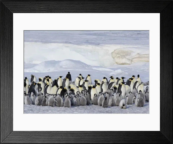 Framed Print : DDE-90023581 Framed Print : DDE-90023581