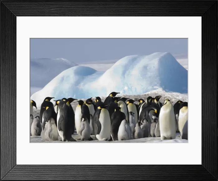 Framed Print : DDE-90023585 Framed Print : DDE-90023585