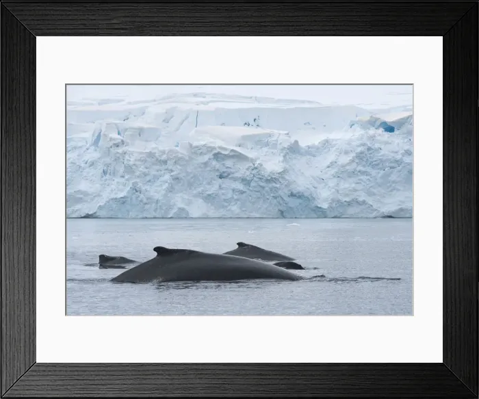 Framed Print : DDE-90023584 Framed Print : DDE-90023584