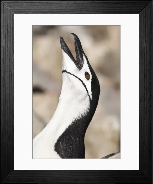 Framed Print : DDE-90023589 Framed Print : DDE-90023589