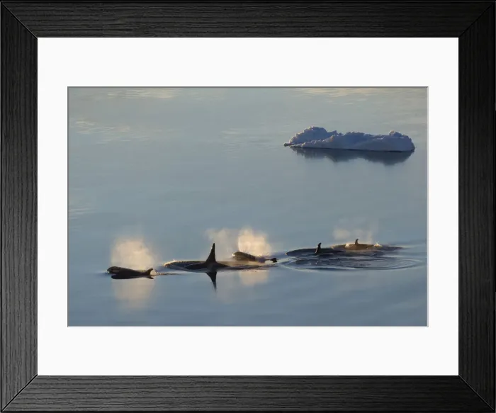 Framed Print : DDE-90023593