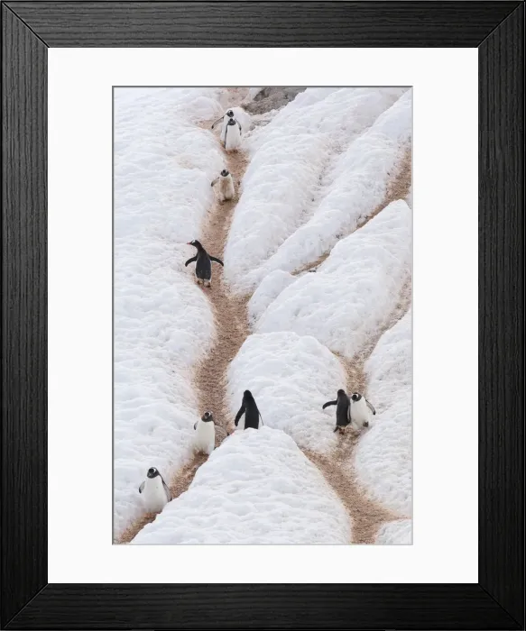 Framed Print : DDE-90023597