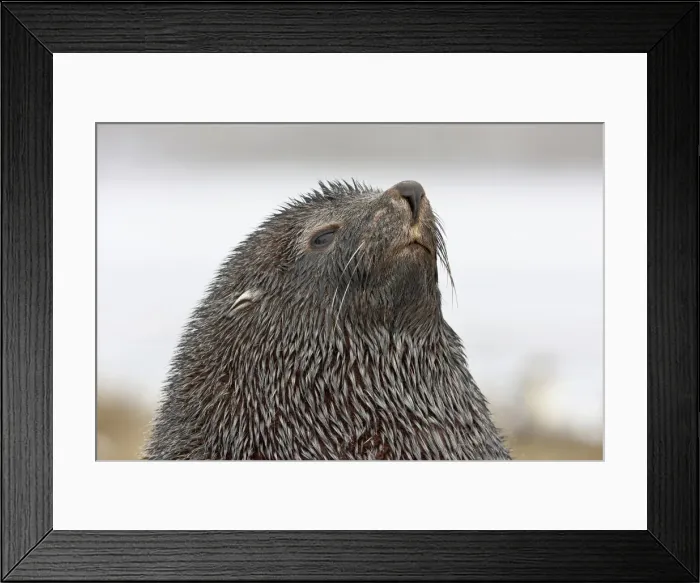 Framed Print : DDE-90023598 Framed Print : DDE-90023598