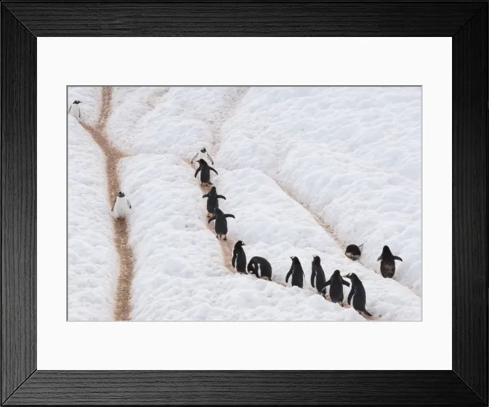 Framed Print : DDE-90023596 Framed Print : DDE-90023596