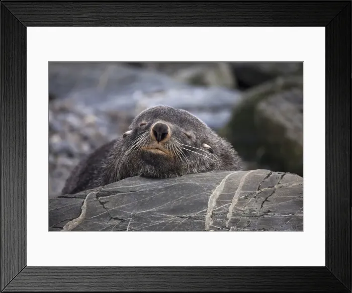 Framed Print : DDE-90023600 Framed Print : DDE-90023600