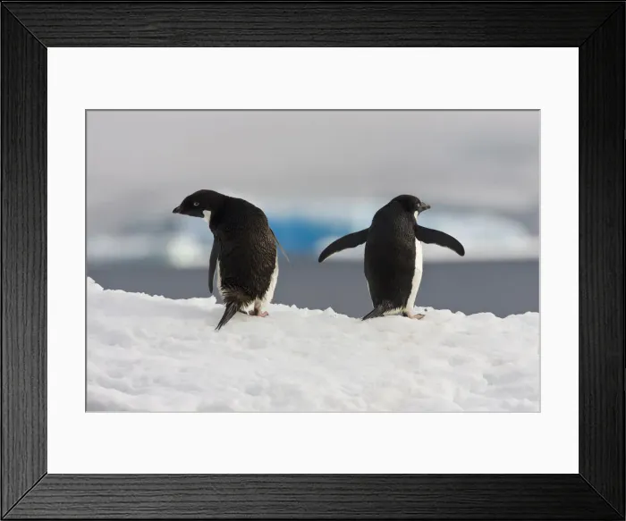 Framed Print : DDE-90023601 Framed Print : DDE-90023601