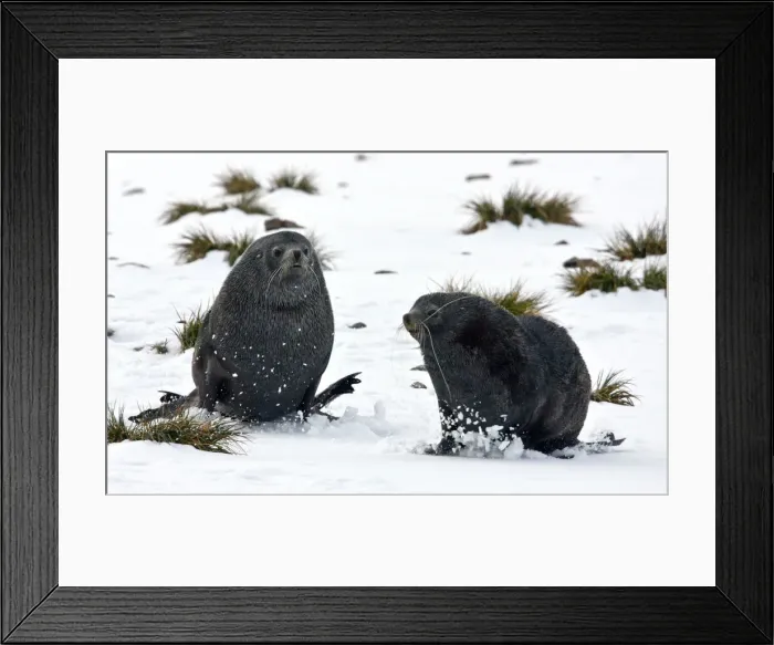 Framed Print : DDE-90023599 Framed Print : DDE-90023599