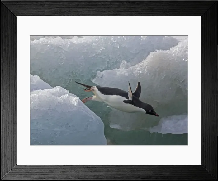 Framed Print : DDE-90023602 Framed Print : DDE-90023602