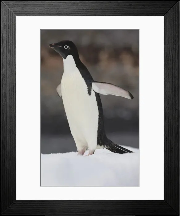 Framed Print : DDE-90023604 Framed Print : DDE-90023604