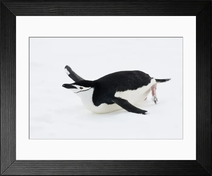 Framed Print : DDE-90023606 Framed Print : DDE-90023606