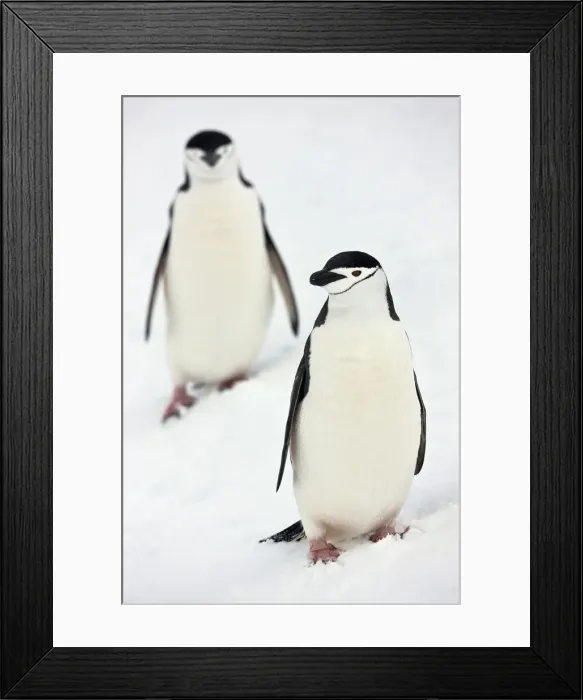 Framed Print : DDE-90023608 Framed Print : DDE-90023608
