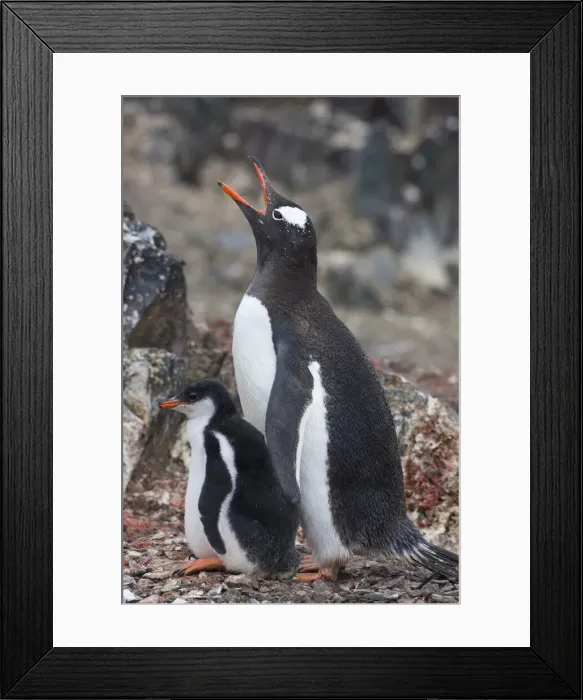 Framed Print : DDE-90023610 Framed Print : DDE-90023610