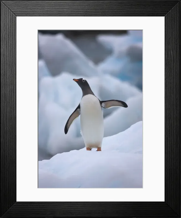 Framed Print : DDE-90023613 Framed Print : DDE-90023613