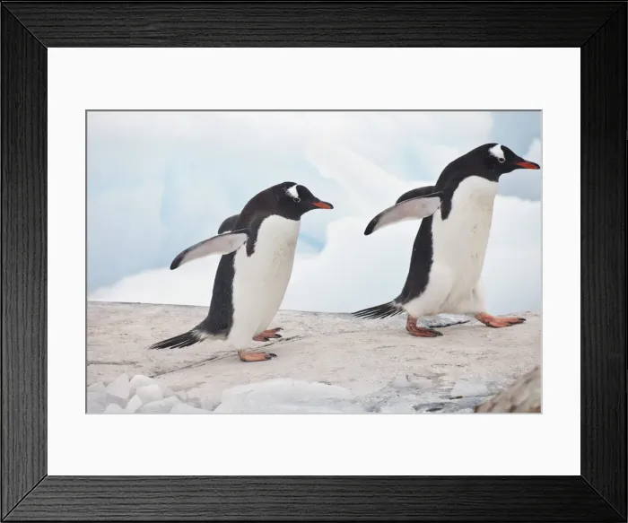Framed Print : DDE-90023616 Framed Print : DDE-90023616