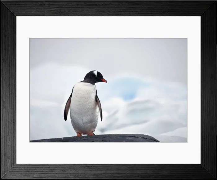 Framed Print : DDE-90023617 Framed Print : DDE-90023617