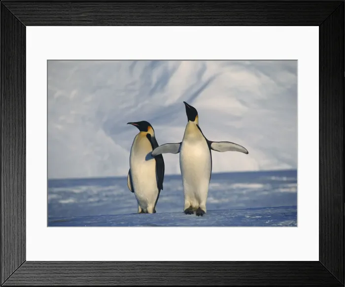 Framed Print : DDE-90023683