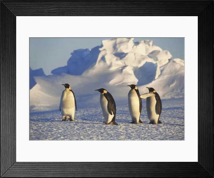 Framed Print : DDE-90023684 Framed Print : DDE-90023684