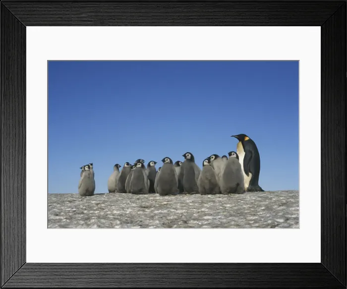 Framed Print : DDE-90023685 Framed Print : DDE-90023685