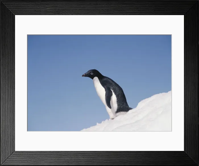 Framed Print : DDE-90023687