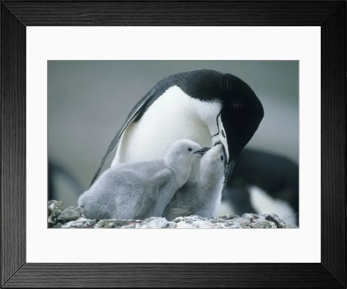 Framed Print : DDE-90023690 Framed Print : DDE-90023690