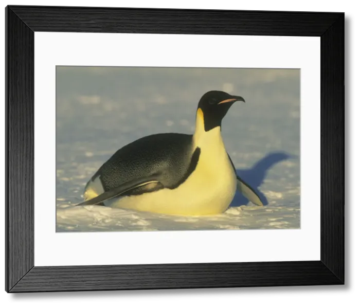 Framed Print : DDE-90023691 Framed Print : DDE-90023691
