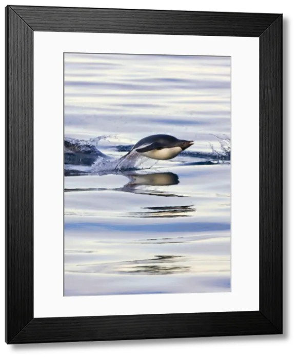 Framed Print : DDE-90023692