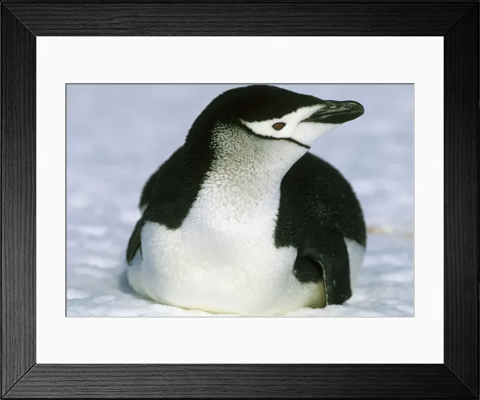 Framed Print : DDE-90023689 Framed Print : DDE-90023689