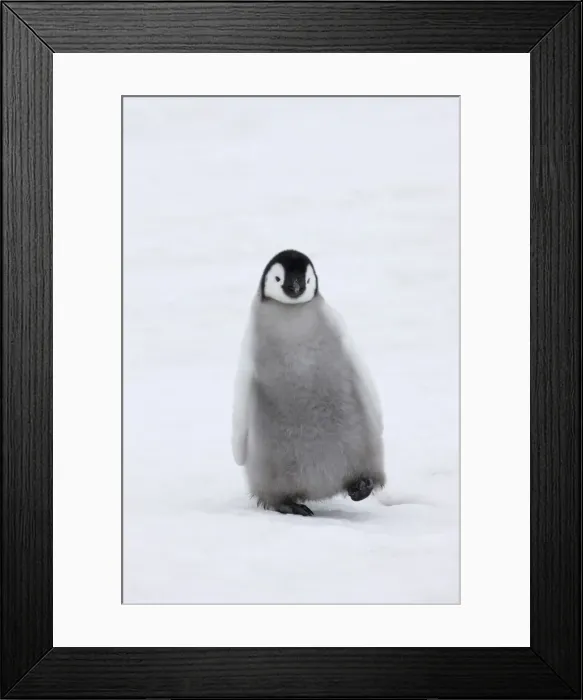 Framed Print : DDE-90023694 Framed Print : DDE-90023694