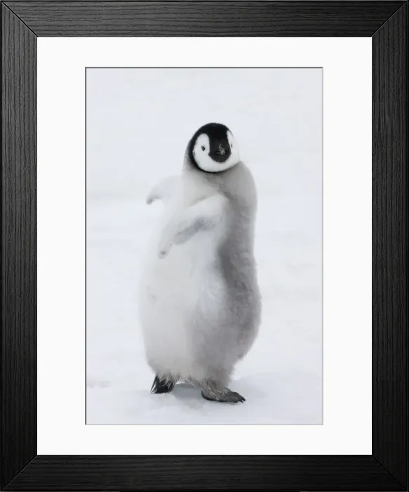 Framed Print : DDE-90023695 Framed Print : DDE-90023695
