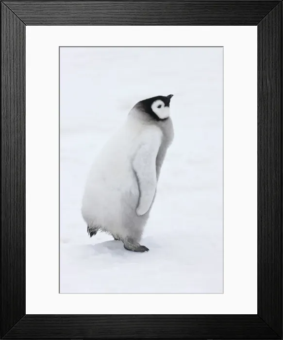Framed Print : DDE-90023696 Framed Print : DDE-90023696