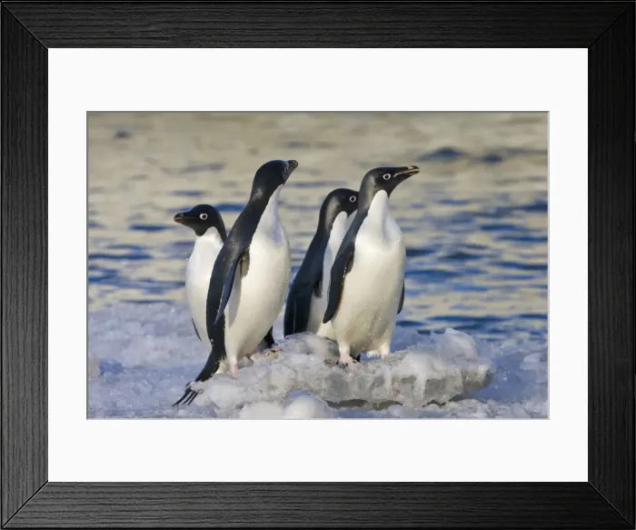 Framed Print : DDE-90023693 Framed Print : DDE-90023693