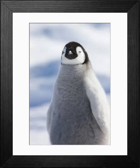 Framed Print : DDE-90023698 Framed Print : DDE-90023698