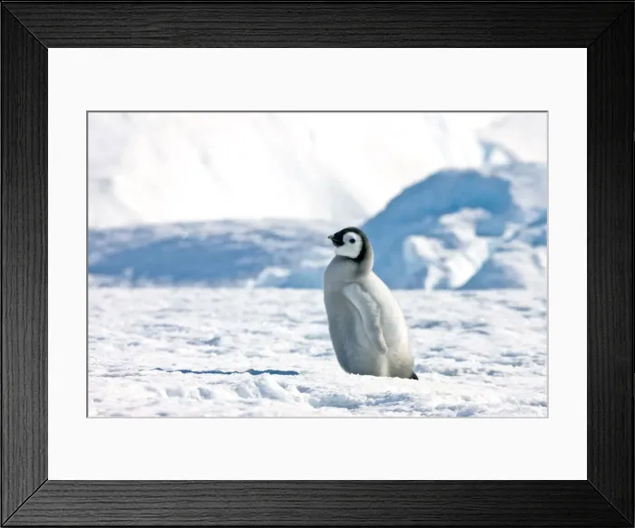 Framed Print : DDE-90023699 Framed Print : DDE-90023699