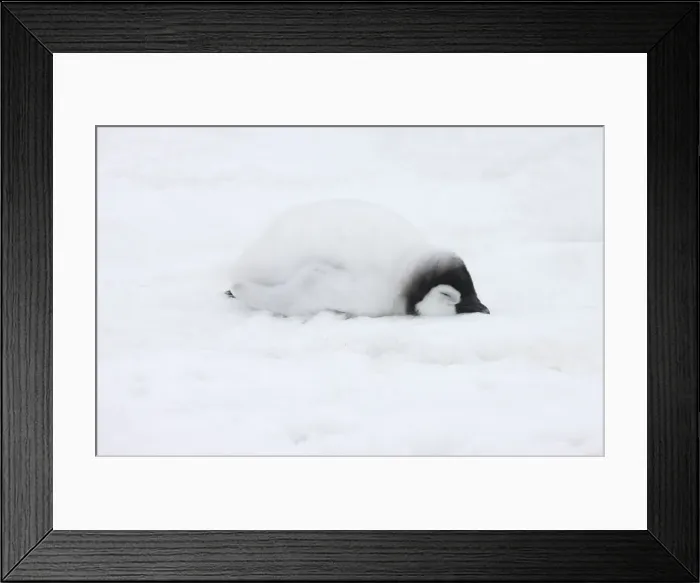 Framed Print : DDE-90023697 Framed Print : DDE-90023697