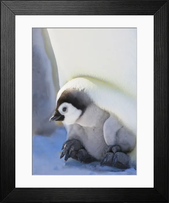 Framed Print : DDE-90023700 Framed Print : DDE-90023700