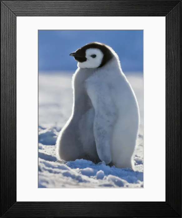 Framed Print : DDE-90023702 Framed Print : DDE-90023702