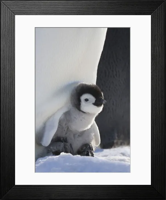 Framed Print : DDE-90023701 Framed Print : DDE-90023701