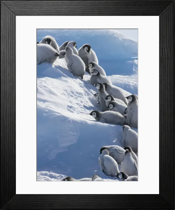Framed Print : DDE-90023704 Framed Print : DDE-90023704