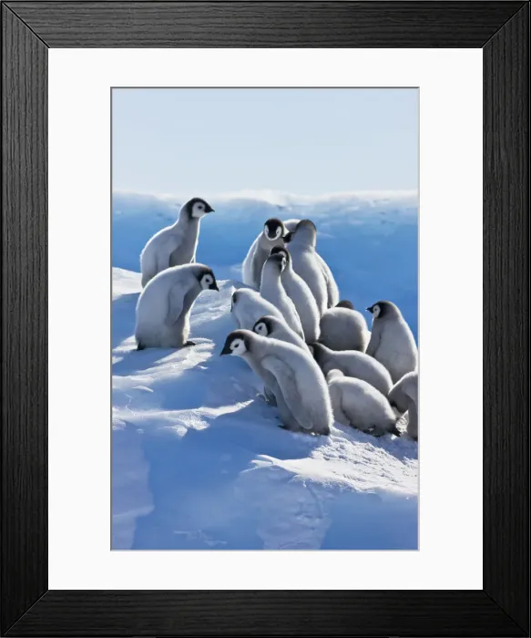 Framed Print : DDE-90023705 Framed Print : DDE-90023705