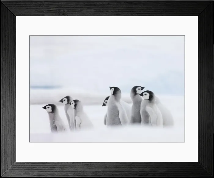 Framed Print : DDE-90023706 Framed Print : DDE-90023706