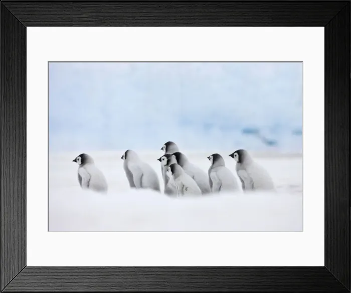 Framed Print : DDE-90023707 Framed Print : DDE-90023707